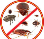 Уничтожение насекомых тараканов клопов дезинсекция