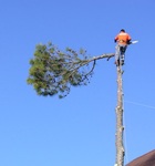 Спил и обрезка деревьев в Серпухове и Серпуховском районе
