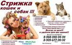 Стрижка кошек и собак в Серпухове домашняя передержка